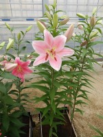 [4195 Striker 2N No01.JPG]